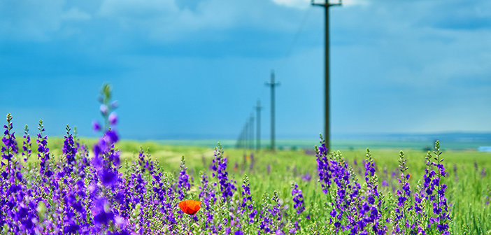 Flori pe câmp, cu stâlpi din rețeaua de distribuție de energie electrică în fundal