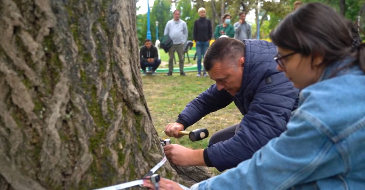 Doi specialiști de la Asociația Peisagiștilor din România fac teste unui arbore, în Timișoara